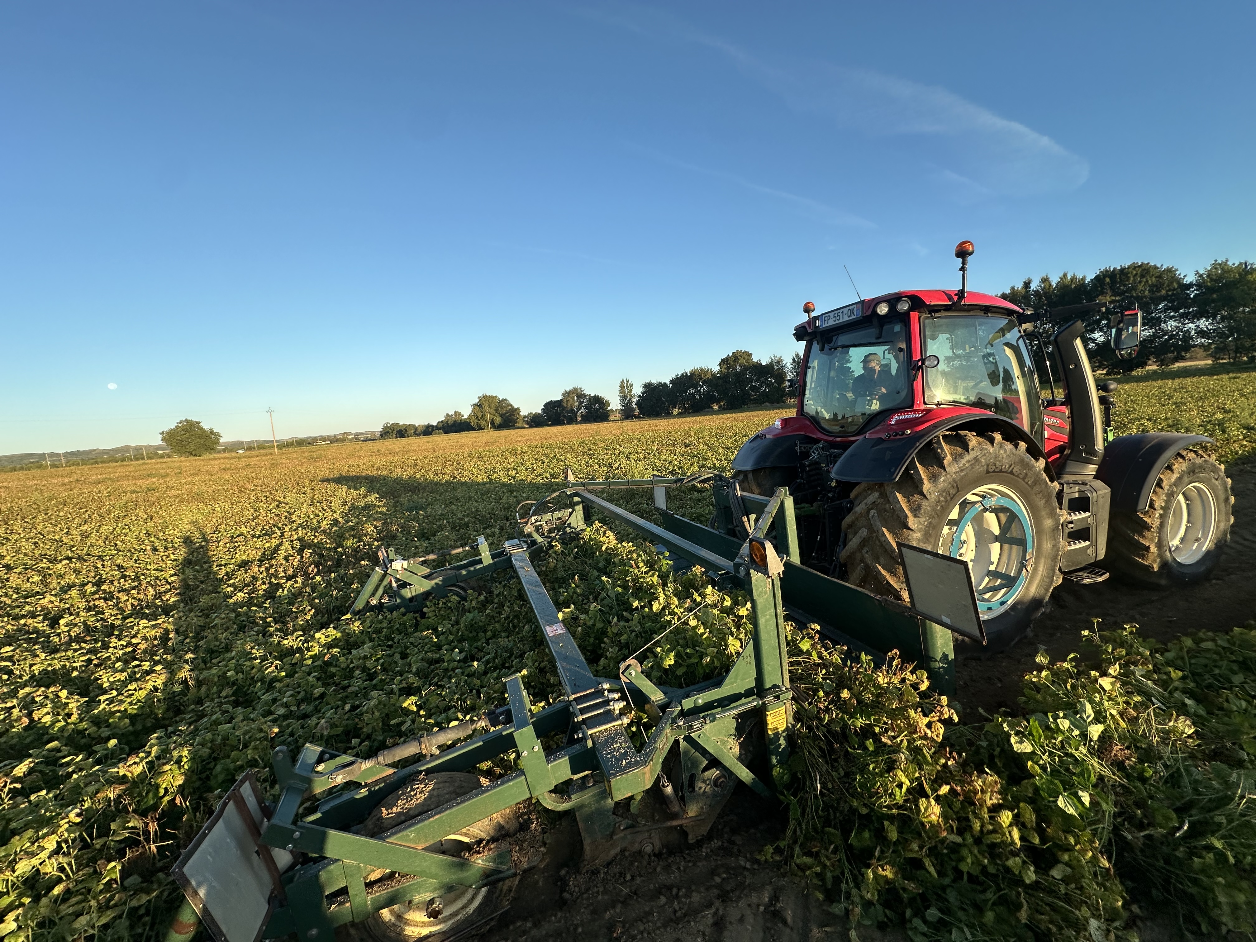Tracteur et arracheuse dans un champ de haricots, gousses jaunissantes