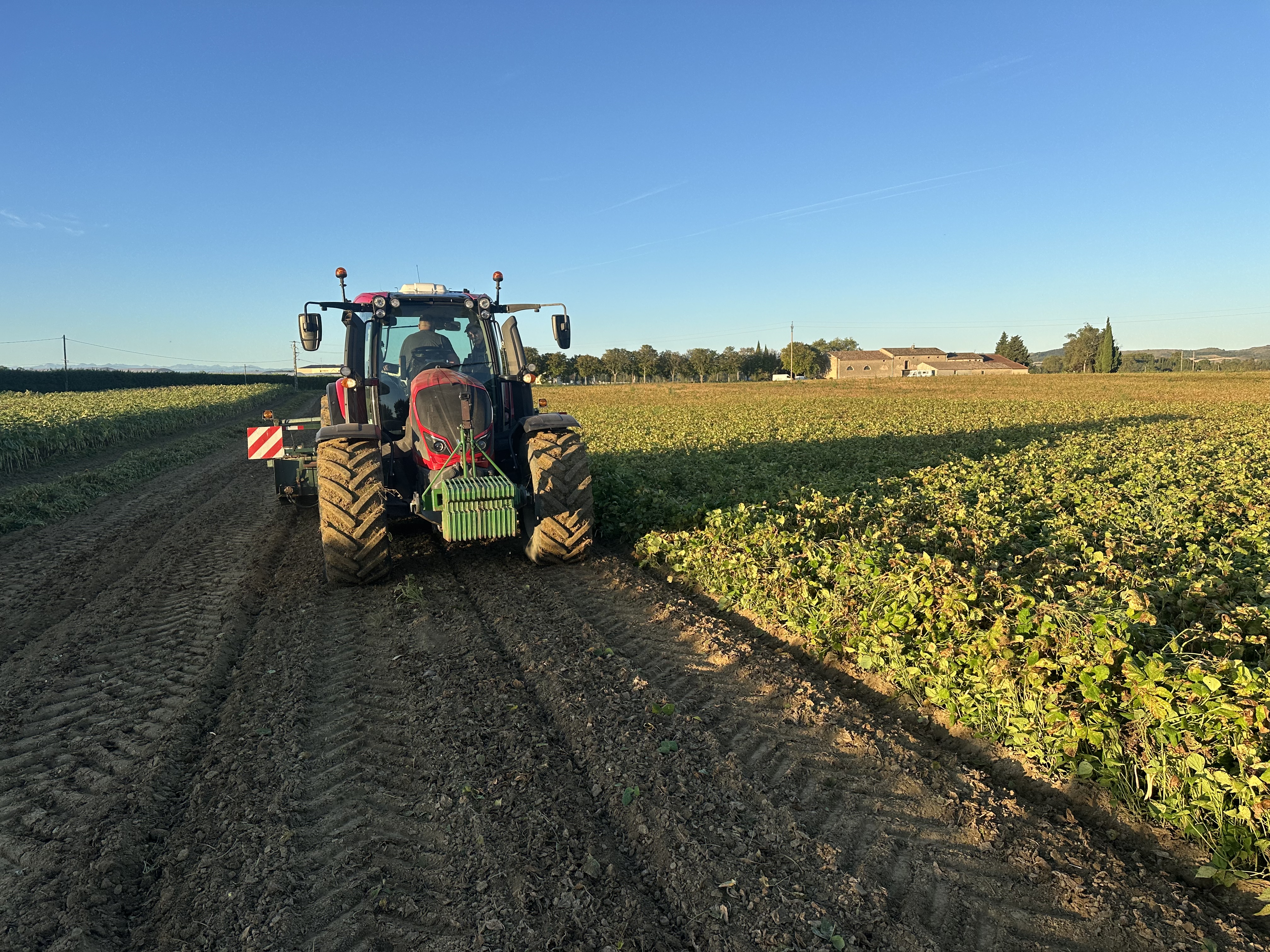 Tracteur en bout de rang, plantes de haricots arrachées laissées en andains